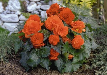 Бегония клубневая махровая (Begonia tuberhybrida)
