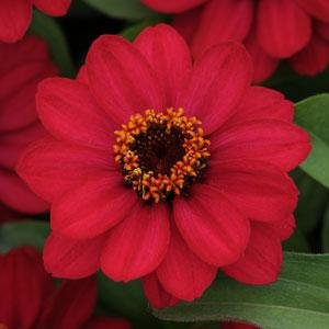 Цинния мариландская (Zinnia marylandica) Цинния мариландская (Zinnia marylandica)