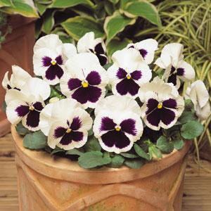 Виола виттрока (Viola wittrockiana) Виола виттрока (Viola wittrockiana)