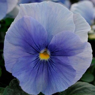 Виола виттрока (Viola wittrockiana)