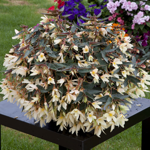 Бегония боливийская ампельная (Begonia boliviensis x hybrida)