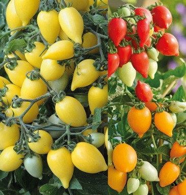 Томат (Lycopersicon esculentum)