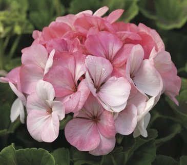 Герань (пеларгония садовая) (Pelargonium x hortorum)