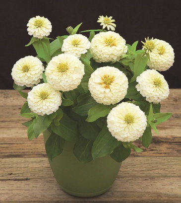 Цинния изящная (Zinnia elegans) Цинния изящная (Zinnia elegans)