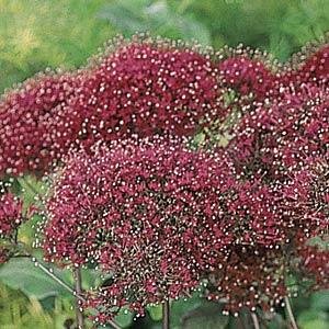 Трахелиум синий (Trachelium caeruleum) Трахелиум синий (Trachelium caeruleum)