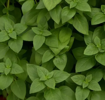 Базилик благородный (Ocimum basilicum)