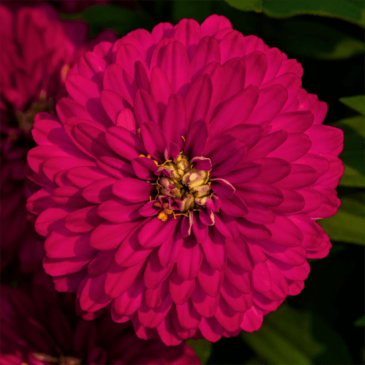 Цинния мариландская (Zinnia marylandica) Цинния мариландская (Zinnia marylandica)