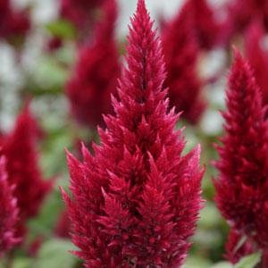 Целозия метельчатая (Celosia plumosa) Целозия метельчатая (Celosia plumosa)