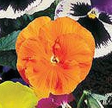 Виола Виттрока (Viola wittrockiana) Виола Виттрока (Viola wittrockiana)