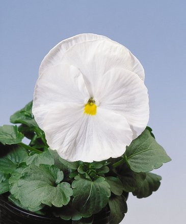 Виола Виттрока (Viola wittrockiana) Виола Виттрока (Viola wittrockiana)