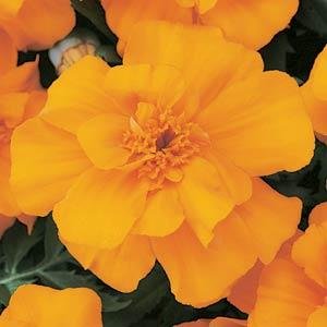 Бархатцы отклоненные (Tagetes patula)