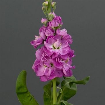 Левкой седой (Matthiola incana)