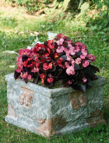 Бегония вечноцветущая (бронзовая листва) (Begonia semperflorens)
