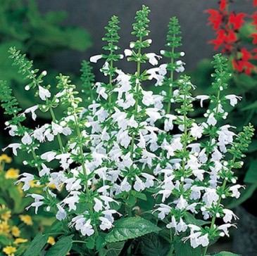 Шалфей ярко-красный (Salvia coccinea)