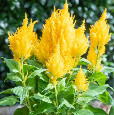 Целозия метельчатая (Celosia plumosa) Целозия метельчатая (Celosia plumosa)