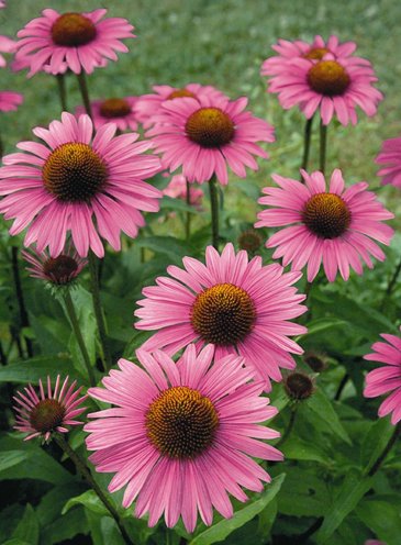Эхинацея пурупурная (Echinacea purpurea)