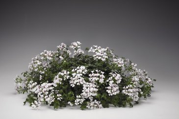 Пеларгония плющелистная ампельная (Pelargonium peltatum)