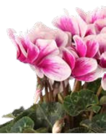 Цикламен персидский (Cyclamen persicum) Цикламен персидский (Cyclamen persicum)