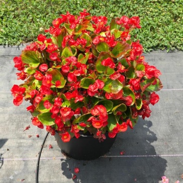 Бегония вечноцветущая (зеленая листва) (Begonia semperflorens) Бегония вечноцветущая (зеленая листва) (Begonia semperflorens)