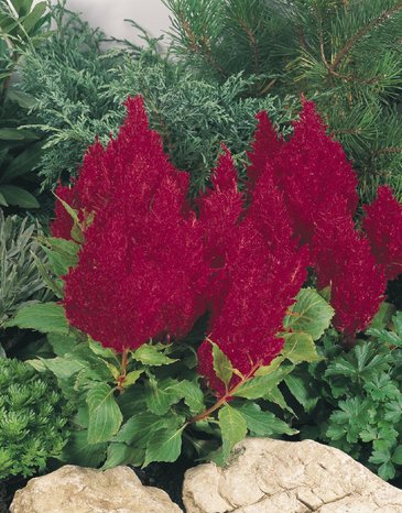 Целозия метельчатая (Celosia plumosa)
