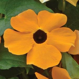 Тунбергия крылатая (Thunbergia alata)