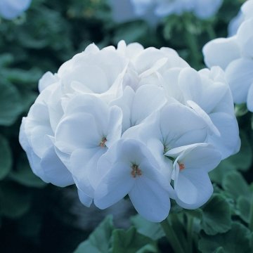 Герань (пеларгония садовая) (Pelargonium x hortorum)