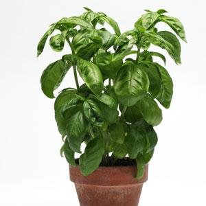 Базилик благородный (Ocimum basilicum) Базилик благородный (Ocimum basilicum)