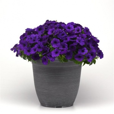 Петуния ампельная гибридная (Petunia х hybrida) Петуния ампельная гибридная (Petunia х hybrida)