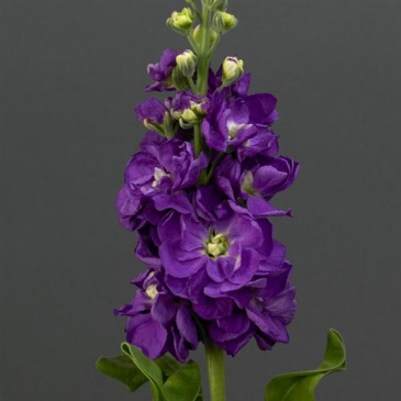 Левкой седой (Matthiola incana)