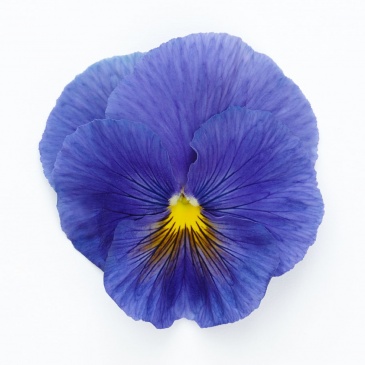 Виола виттрока (Viola wittrockiana) Виола виттрока (Viola wittrockiana)