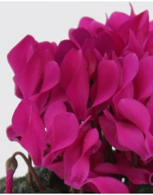 Цикламен персидский (Cyclamen persicum) Цикламен персидский (Cyclamen persicum)