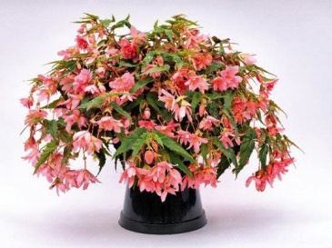 Бегония гибридная ампельная (зеленая листва) (Begonia hybrida) Бегония гибридная ампельная (зеленая листва) (Begonia hybrida)