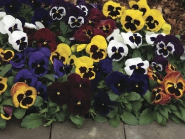 Виола Виттрока (Viola wittrockiana) Виола Виттрока (Viola wittrockiana)