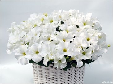 Петуния ампельная гибридная (Petunia x hybrida)