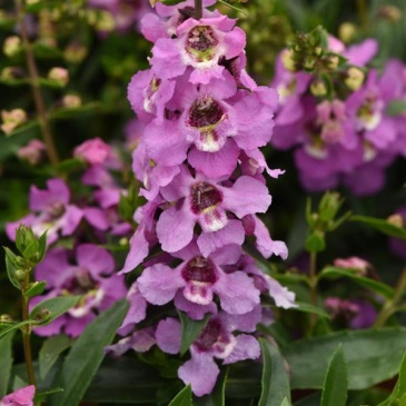 Ангелония узколистная (Angelonia angustifolia)