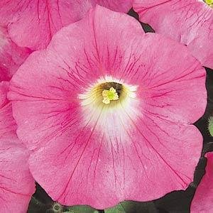 Петуния ампельная гибридная (Petunia х hybrida)