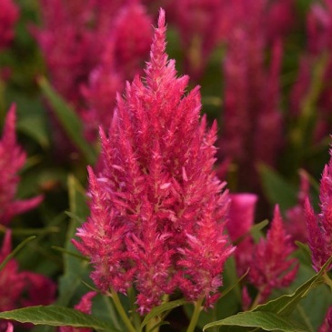 Целозия метельчатая (Celosia plumosa)
