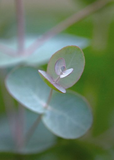 Эвкалипт Гунна (Eucalyptus gunnii)