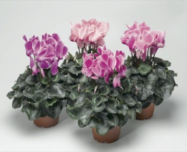 Цикламен персидский (Cyclamen persicum)