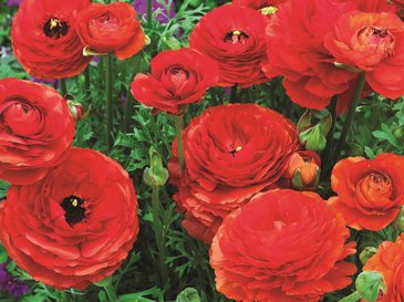 Лютик азиатский (Ranunculus asiaticus)