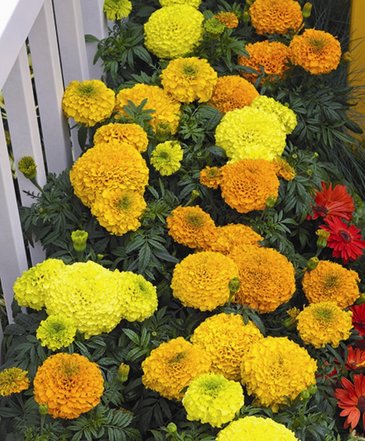 Бархатцы прямостоячие (Tagetes erecta)