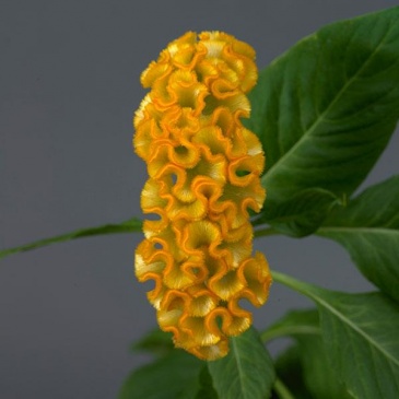 Целозия гребенчатая (Celosia cristata)