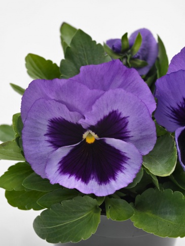 Виола виттрока (Viola wittrockiana) Виола виттрока (Viola wittrockiana)