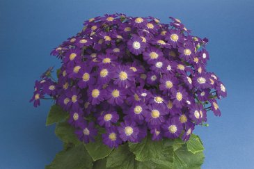 Цинерария гибридная (Pericallis cruenta)