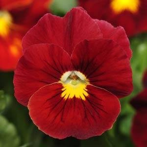 Виола виттрока (Viola wittrockiana) Виола виттрока (Viola wittrockiana)