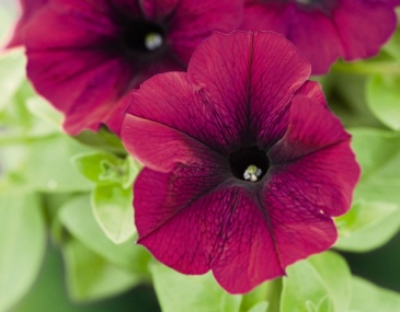 Петуния ампельная гибридная (Petunia х hybrida)