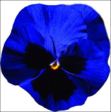 Виола Виттрока (Viola wittrockiana)