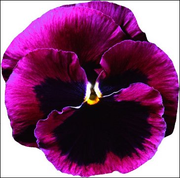 Виола Виттрока (Viola wittrockiana)
