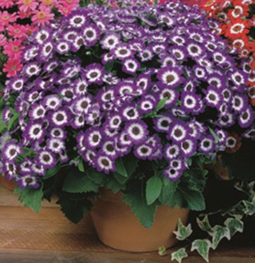 Цинерария гибридная (Pericallis cruenta)