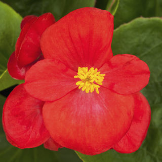 Бегония вечноцветущая (зеленая листва) (Begonia semperflorens)